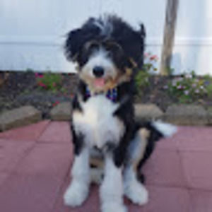 Meet your Posher, Annie